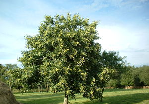 Chestnut Trees